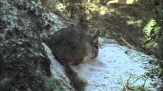 Description  Longtailed chinchilla [upl. by Nenad]