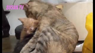 two kittens clean her Mother Cat [upl. by Aserat]