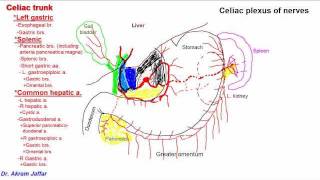 Anatomy of celiac trunk [upl. by Adelia804]