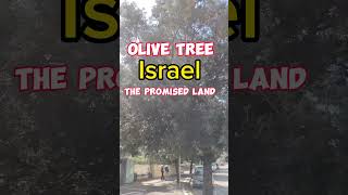 Olive Tree Israel The Holy Land fypシ fyp trend viral shorts [upl. by Nefets441]