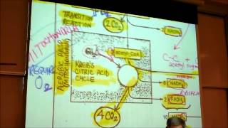 BIOLOGY CELLULAR RESPIRATION 2012 Part 2 by Professor Finkwmv [upl. by Johann]