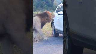 शेर इतने बहादुर कैसे हैं  Why Lions is so brave By Wild Adventures [upl. by Emmaline]