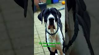 My Great Danes KaiampBoazampGozer doglife greatdane greatdanetv [upl. by Helga]