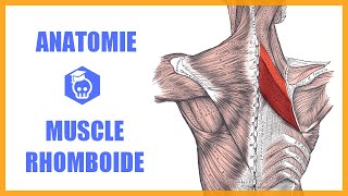 Anatomie du Muscle Rhomboïde et Scapula Alata Dynamique [upl. by Jinny]