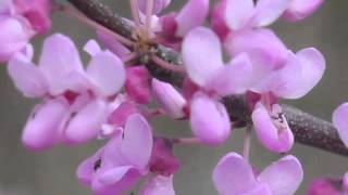 Plant portrait  Redbud Cercis canadensis [upl. by Ahsiea405]