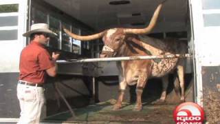 Texas Longhorns MascotBevo [upl. by Sirtimid169]