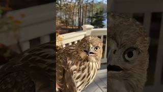 🦅 Eagle Vs Owl🦉 By life fact explain shorts facts factshorts [upl. by Maller]