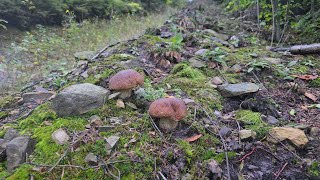 FUNGHI PORCINI 2024  La ricompensa della natura AMORE ROSSO [upl. by Nelrsa109]