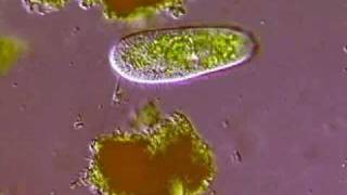 Инфузория туфелька Paramecium caudatum [upl. by Anitsyrhc3]