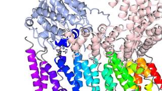 Protein phosphatase 2A [upl. by Aruol]