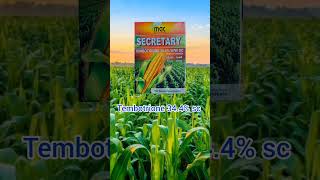 Tembotrione 344 SC  maize herbicide  Atrazine 50  Laudies herbicide in telugu farm maize [upl. by Guenna]