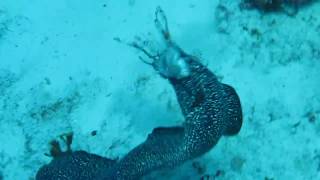 Spotted Moray Eel Eating Lionfish [upl. by Modeste276]