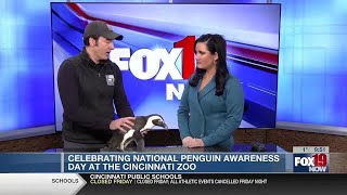 Celebrate National Penguin Awareness Day at the Cincinnati Zoo [upl. by Ennahoj135]