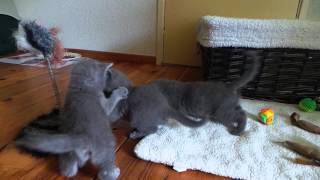 Playing Blue Lightning Chartreux kittens [upl. by Niggem]