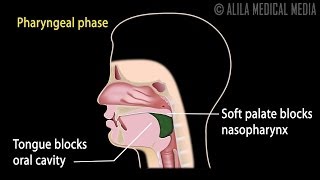 Swallowing Reflex Phases and Overview of Neural Control Animation [upl. by Glenda734]