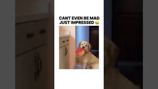 Can’t even be mad 😂 trending bruh dogs dog memes meme subscribe lol [upl. by Noid]