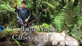 Fiordland Wapiti  Catseye 2017 [upl. by Ydnirb123]