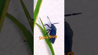 Stink bug insects [upl. by Yema69]