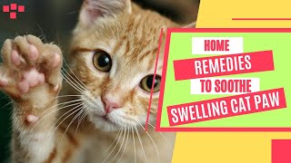 How To Treat Swollen Paw In CatsSafe Home Remedies [upl. by Basilius]