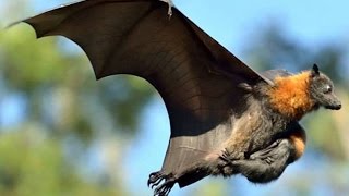 Grey headed flying foxes  Australia [upl. by Smitt]