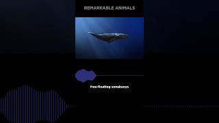 Antarctic Blue Whale Resurgence  NEW Beautiful Sounds 😍 [upl. by Thar511]