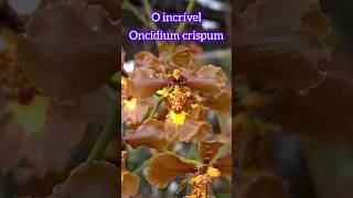 Oncidium crispum orchid [upl. by Fillbert351]