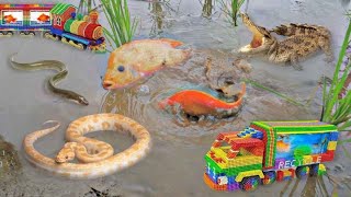 So Amazing Catching Colorful Betta Fish In The River Giant Catfish Ornamental Fish Turtle Bird [upl. by Yltnerb352]