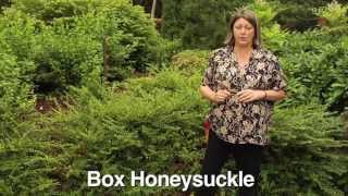 How to Prune Box Honeysuckle  Instructional Video w Plant Amnesty [upl. by Eugilegna570]