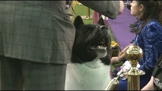 American Akita in Westminster dog show 2019 [upl. by Bettine]