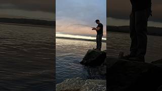 Rock fish from the South Jetty of the Humboldt Bay shorts fishing fish [upl. by Enilram]