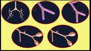 AlveolarCapillary Membrane Medical Definition  BloodAir Barrier [upl. by Fabri]