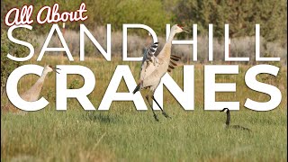 ALL ABOUT SANDHILL CRANES  FUN FACTS [upl. by Einnol]