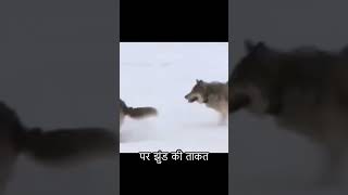 Two coyotes were caught stealing food by wild wolves and the wild wolves immediately rushed out [upl. by Negah]