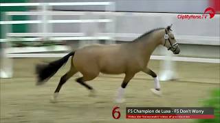 06 Junghengst v FS Champion de Luxe  FS Dont Worry [upl. by Keemahs]