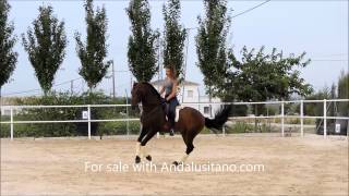 PRE stallion with great movements for dressage Advanced medium Schooling [upl. by Johppah88]