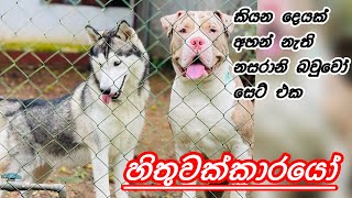 හිතුවක්කාරයෝ 🐺🐶❤️ කියන දෙයක් අහන් නැති නසරානි බවුවෝ [upl. by Kitty]