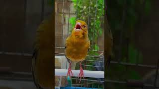 تغريد كناري رهيب Canary singing [upl. by Weintrob]