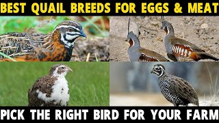 QUAIL BREEDS FOR MEAT amp EGGS  Coturnix Bobwhite California Button Mountain Montezuma Quail [upl. by Nylatsirhc]