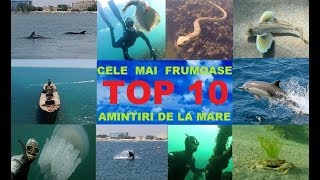 TOP 10 cele mai frumoase amintiri de la Marea Neagră Scufundari  Fauna si Flora EpavaDelfini [upl. by Misha]