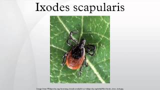 Ixodes scapularis [upl. by Utir160]