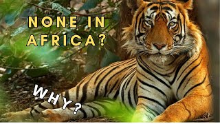 Ever wondered why dont tigers live in Africa [upl. by Ahso]