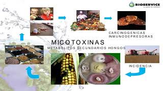 Importancia del diagnóstico de micotoxinas en la exportación de cereales y afines MENDOZA Karina [upl. by Nilrev99]