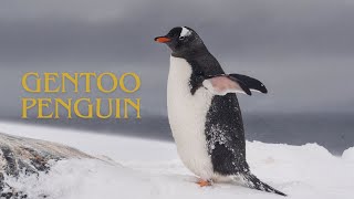 What sound does a penguin make Gentoo penguin sounds in Antarctica [upl. by Joya]