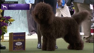 Barbets  Breed Judging 2023 [upl. by Glassco577]