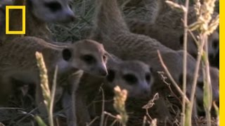 Meerkats vs Puff Adder  National Geographic [upl. by Tavi]