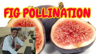 FIG POLLINATION  TAMIL EXPLANATION  அத்தி மகரந்தச் சேர்க்கை [upl. by Hayley]