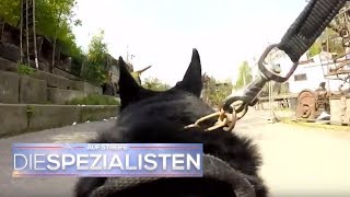 Polizeihund im Einsatz Spürhund erschnüffelt Vermissten  Auf Streife  Die Spezialisten  SAT1 TV [upl. by Aiksa783]