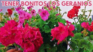 geranios mantenerlos bien bonitos chuyito jardinero [upl. by Cristy]