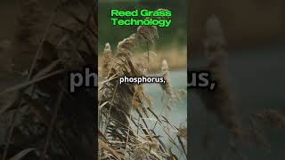 Reed Grass Technology in Wastewater Treatment [upl. by Ennad218]