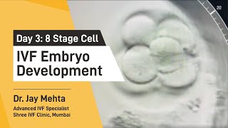 IVF Embryo DevelopmentDay 3  Embryo Journey 8 Cell Stage  Time Lapse Imaging Part 3 Dr Jay Mehta [upl. by Chauncey]